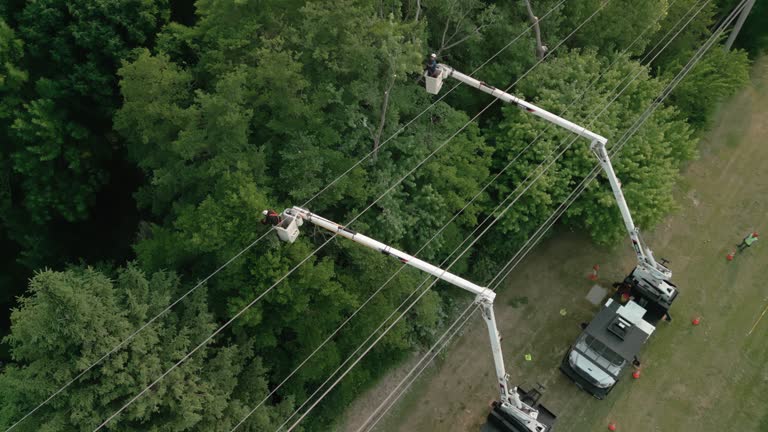 Reliable Hartley, IA Tree Care  Solutions