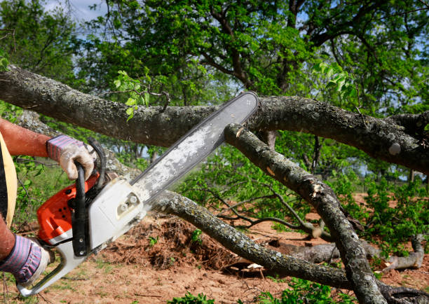 How Our Tree Care Process Works  in  Hartley, IA